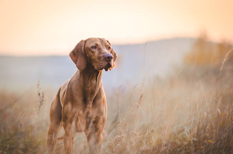 How to train hunting dogs?