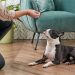 Why can a dog become aggressive?