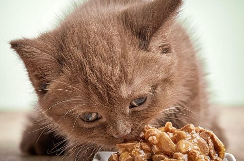 How to transfer a kitten to a ready-made diet?