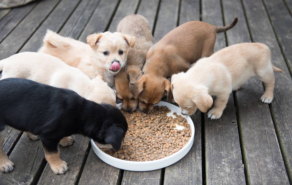 How to transfer a puppy to a ready-made diet?