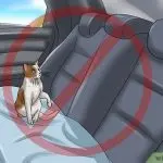 How to transport a cat?