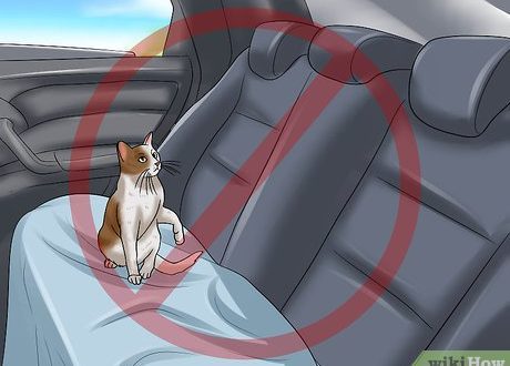 How to transport a cat?