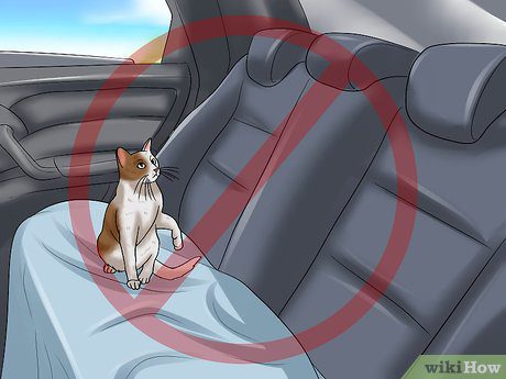 How to transport a cat?