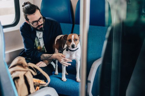 How to transport a dog on a train?