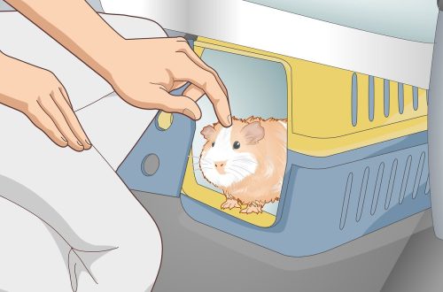 How to transport a guinea pig
