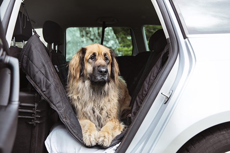 How to transport a large dog?