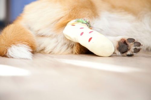How to treat a wound in a dog?