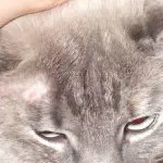 How to treat lichen in a cat?