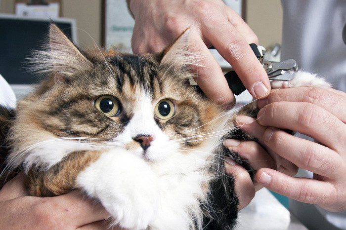 How to trim a cats claws and take care of its paws