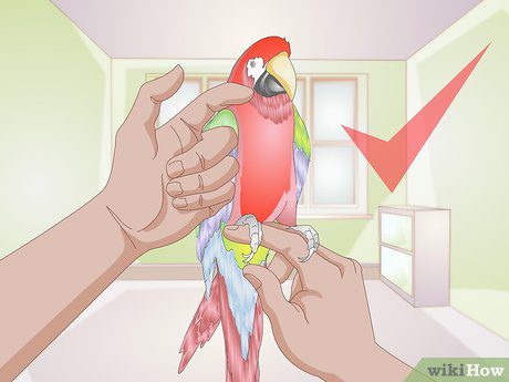 How to trim a parrot&#8217;s claws?
