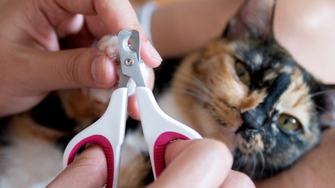 Kuinka leikata kissan kynnet kotona