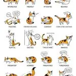 How to understand a cat?