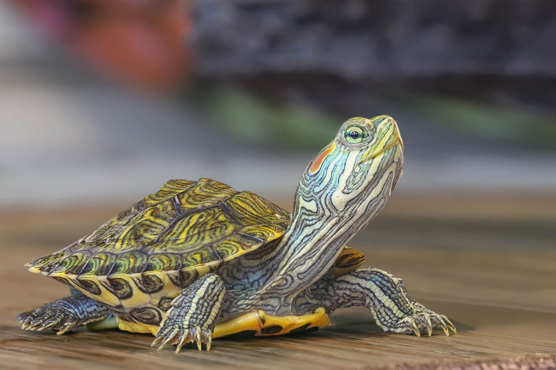 How to understand by appearance that your turtle is sick.