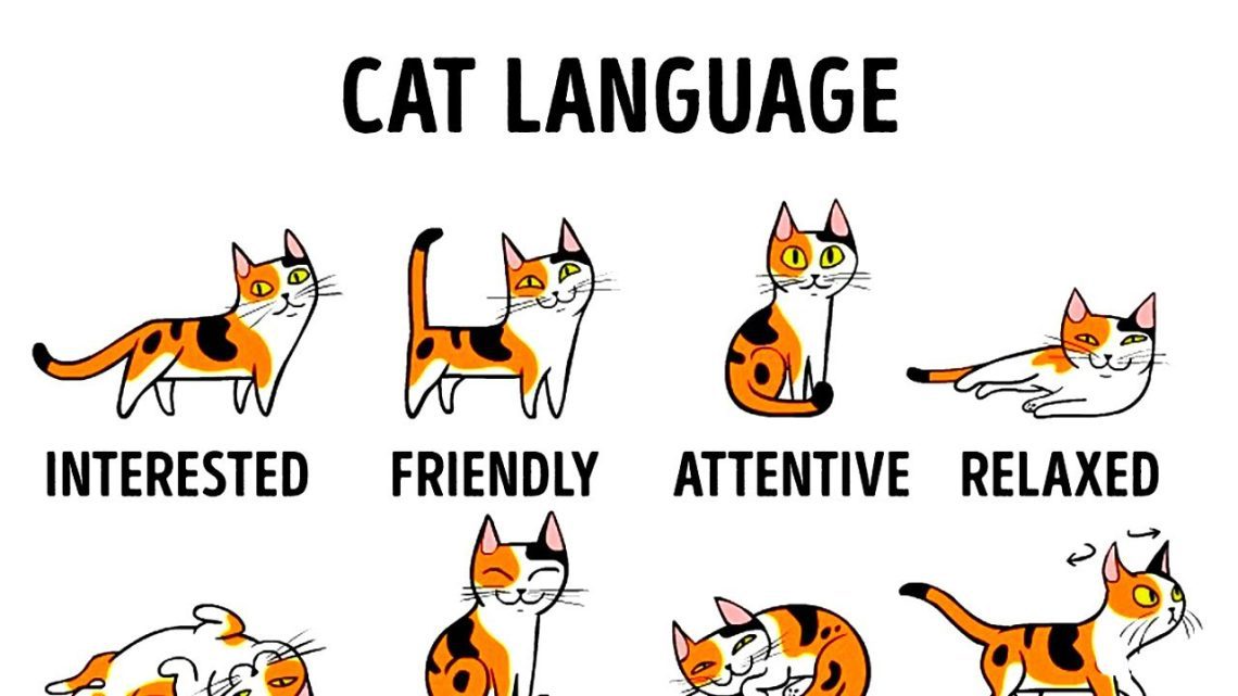 How to understand cat language?