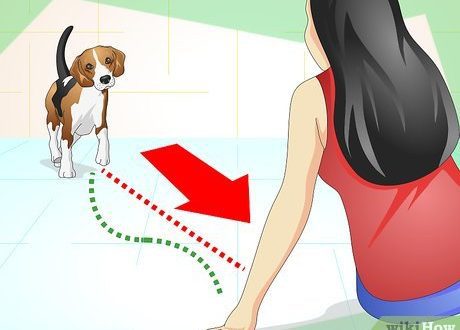 How to understand what your dog wants to tell you?