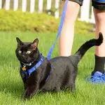 How to walk a cat?