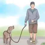 How to walk with a dog?