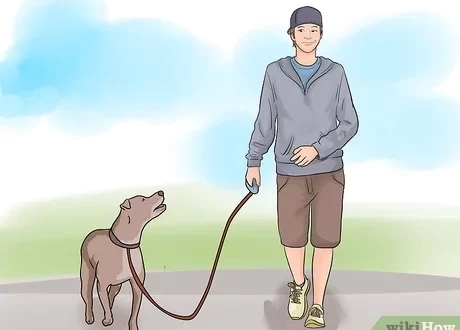 How to walk with a dog?