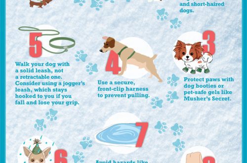 How to walk with a puppy in winter?