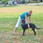 How to warm up your dog before training