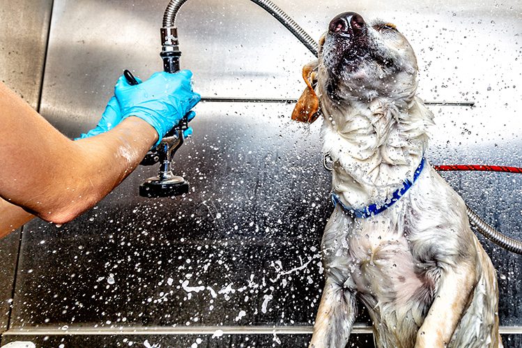 How to wash a dog without water?