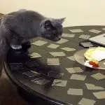 How to wean a cat or a cat to climb a table: 8 ways