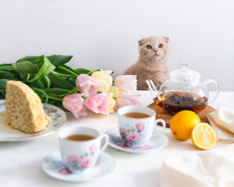 How to wean a cat or a cat to climb a table: 8 ways