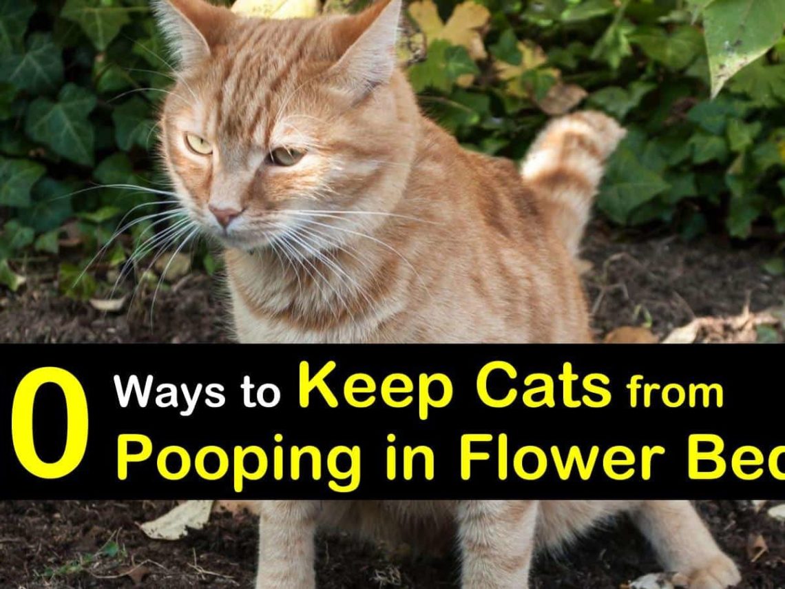 How to wean a cat or a cat to shit in a flower pot?