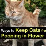 How to wean a cat or a cat to shit in a flower pot?
