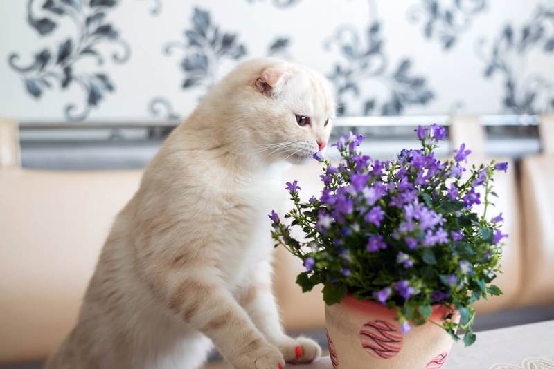 How to wean a cat or a cat to shit in a flower pot?