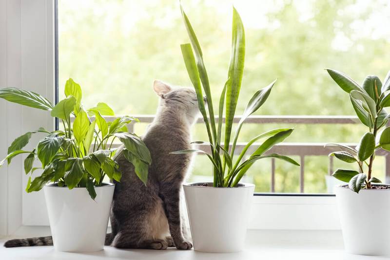 How to wean a cat or a cat to shit in a flower pot?