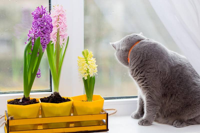 How to wean a cat or a cat to shit in a flower pot?