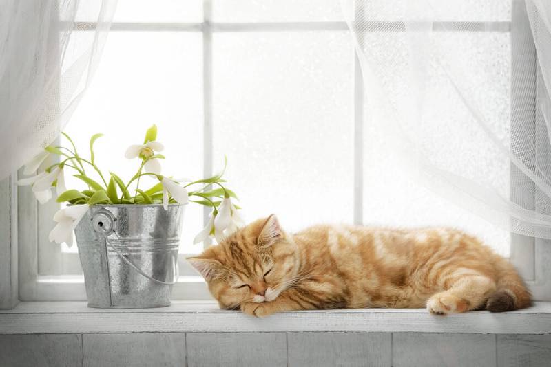 How to wean a cat or a cat to shit in a flower pot?