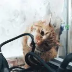 How to wean a cat to chew on wires?