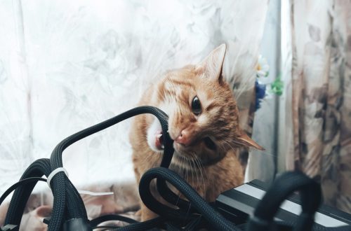 How to wean a cat to chew on wires?