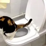 How to wean a cat to go to the toilet in the wrong place?