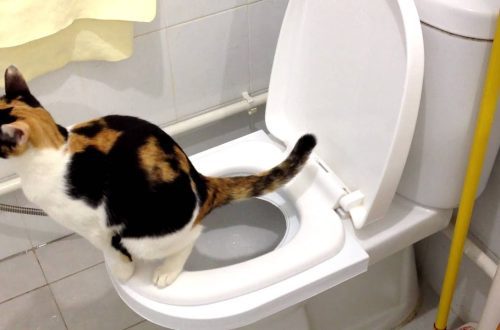 How to wean a cat to go to the toilet in the wrong place?