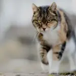 How to wean a cat to mark territory?