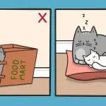 How to wean a cat to sleep on the bed?