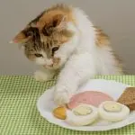 How to wean a cat to steal food from the table?