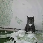 How to wean a cat to tear wallpaper?