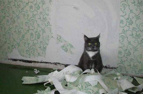 How to wean a cat to tear wallpaper?