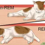 How to wean a cat to wake up the owners in the morning?