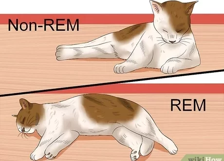 How to wean a cat to wake up the owners in the morning?