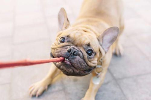 How to wean a dog from pulling on a leash: tips from Emily Larham