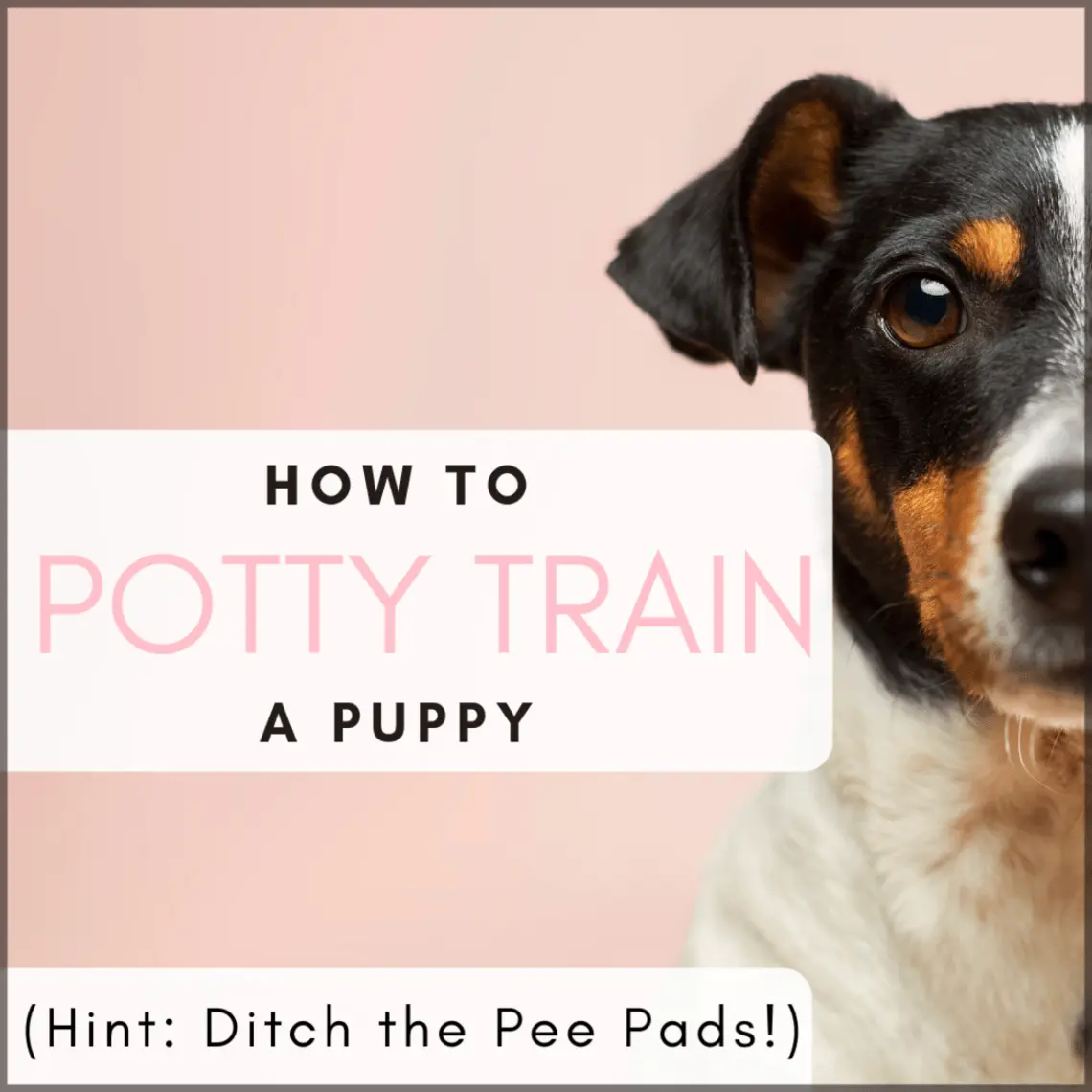 How to wean a dog to go to the toilet in the wrong place?