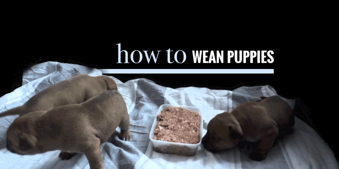 How to wean a dog to guard a bowl of food