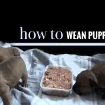 How to wean a dog to guard a bowl of food