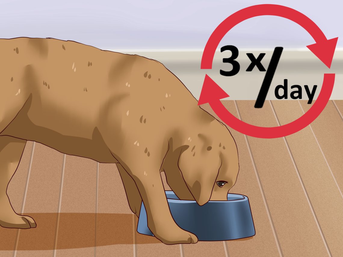 How to wean a dog to mark?