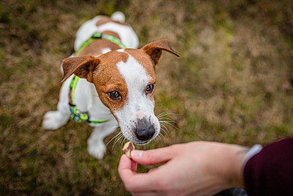 How to wean a dog to pull on a leash. detailed instructions